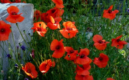 Mass of red poppies in dappled