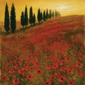 Poppies by Steve Thoms Fine Art Print