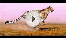 Painting a Cheetah .onlineartdemos.co.uk